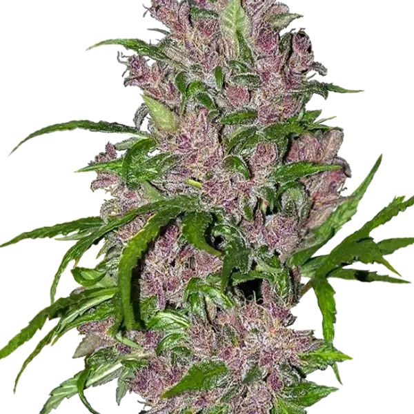 Purple Bud Auto de White Label Seeds