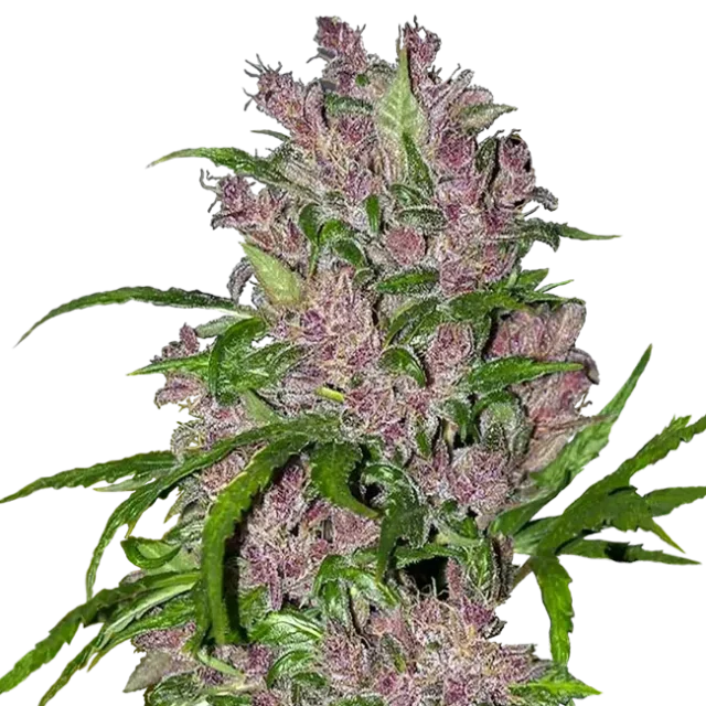 Purple Bud Auto de White Label Seeds