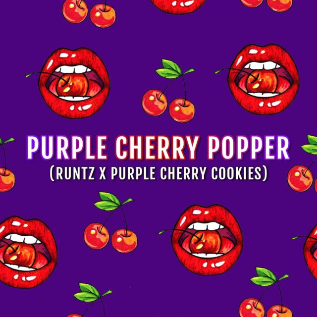 Purple Cherry Popper feminizada de Elev8 Seeds