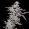 Purple Cherry Popper feminizada de Elev8 Seeds