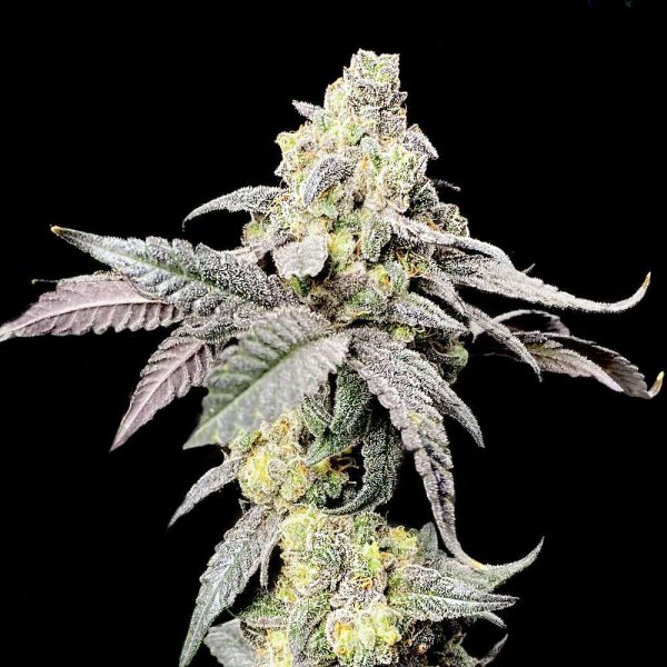 Purple Cherry Ripple feminizada de Elev8 Seeds