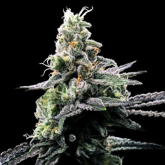Purple Kosher feminizada de DNA Genetics
