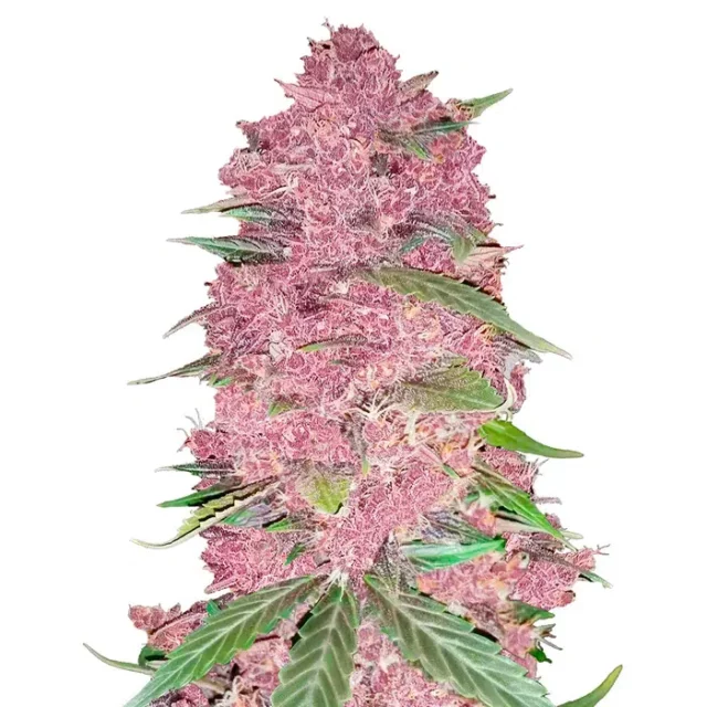 Purple Lemonade Auto de FastBuds