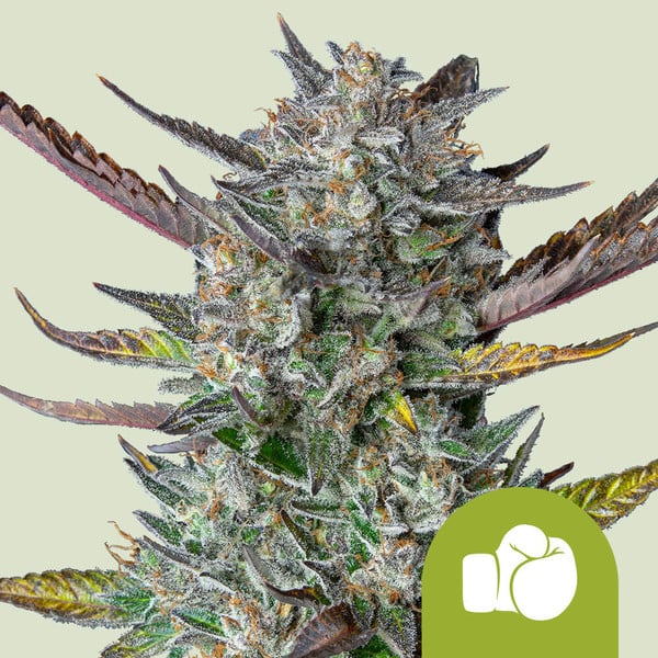 Purple Punch Auto de Royal Queen Seeds