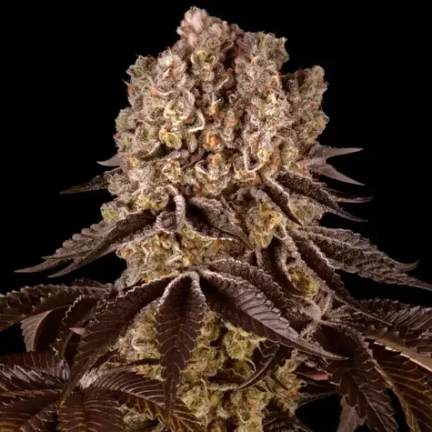 Purple Punch feminizada de Barney's Farm