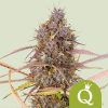 Purple Queen Auto de Royal Queen Seeds