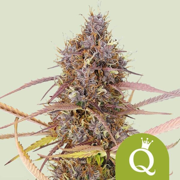Purple Queen Auto de Royal Queen Seeds