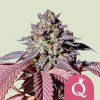 Purple Queen feminizada de Royal Queen Seeds