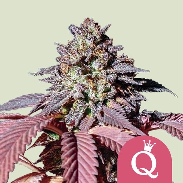 Purple Queen feminizada de Royal Queen Seeds