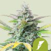 Quick One Auto de Royal Queen Seeds