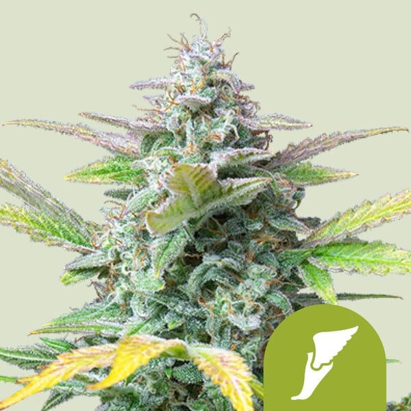 Quick One Auto de Royal Queen Seeds
