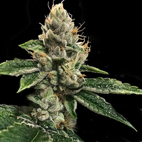 RP 43' aka Richard Petty feminizada de DNA Genetics