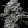 RS11 x Hollywood feminizada de Cookies Seed Bank