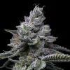 RS11 x Hollywood feminizada de Cookies Seed Bank