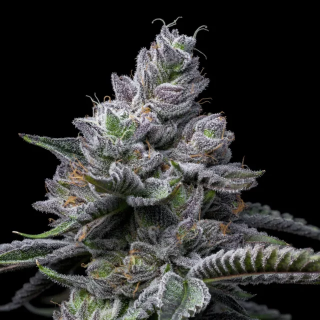 RS11 x Hollywood feminizada de Cookies Seed Bank