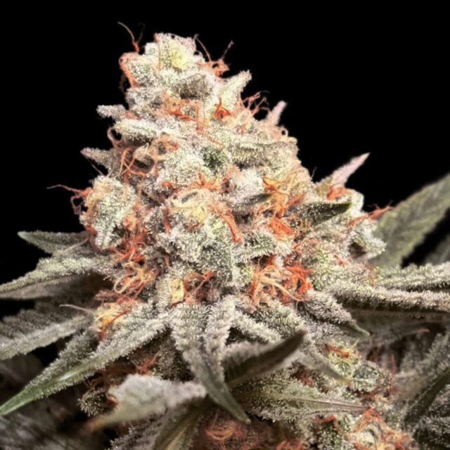 Rainbow Mints feminizada de 00 Seeds