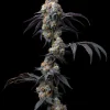 Rainbow Sherbet feminizada de Barney's Farm