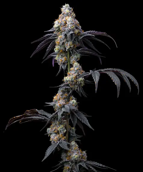 Rainbow Sherbet feminizada de Barney's Farm - Imagen 2