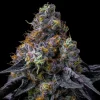 Rainbow Sherbet feminizada de Barney's Farm