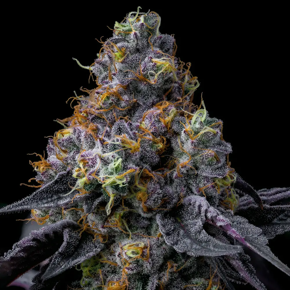 Rainbow Sherbet feminizada de Barney's Farm