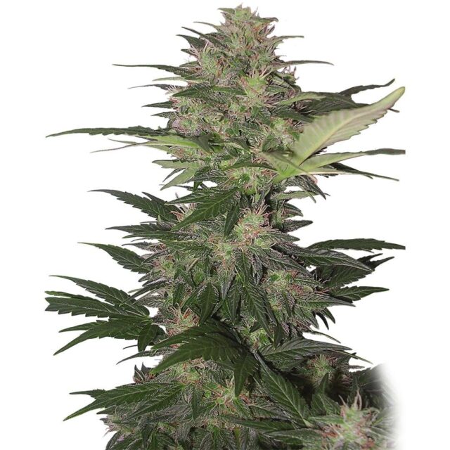 Red Dwarf Auto de Buddha Seeds