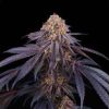 Red Red Wine feminizada de Perfect Tree