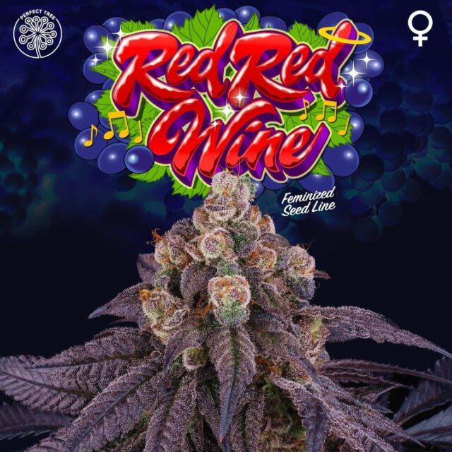 Red Red Wine feminizada de Perfect Tree