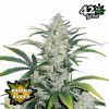 Rhino Ryder Auto de FastBuds