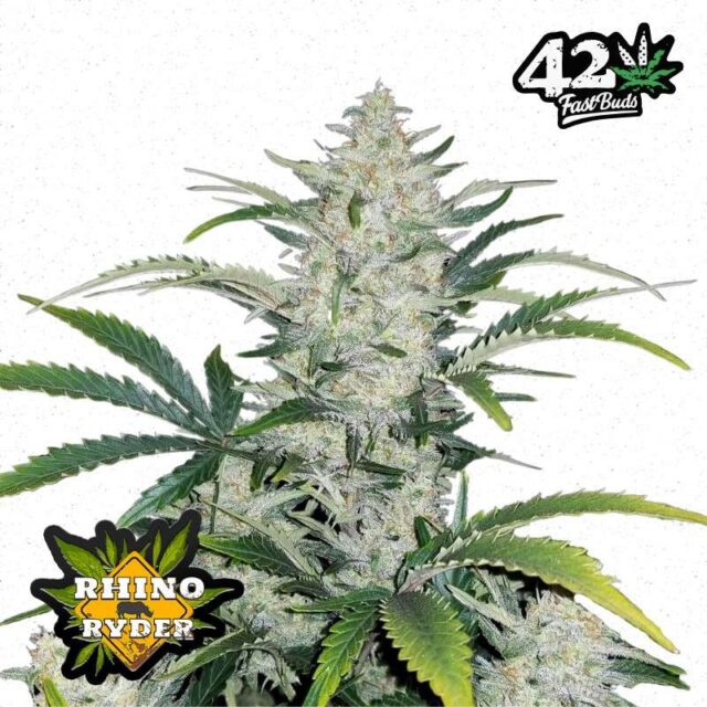 Rhino Ryder Auto de FastBuds