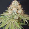 Rocky Melon feminizada de Karma Genetics