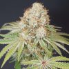 Rocky Melon feminizada de Karma Genetics