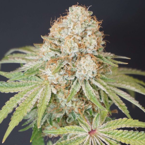 Rocky Melon feminizada de Karma Genetics