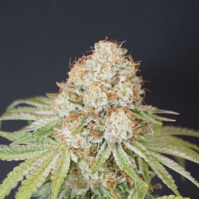 Rocky Melon feminizada de Karma Genetics