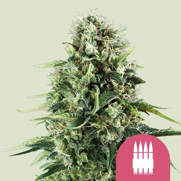 Royal AK feminizada de Royal Queen Seeds