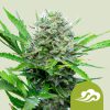 Royal Bluematic Auto de Royal Queen Seeds
