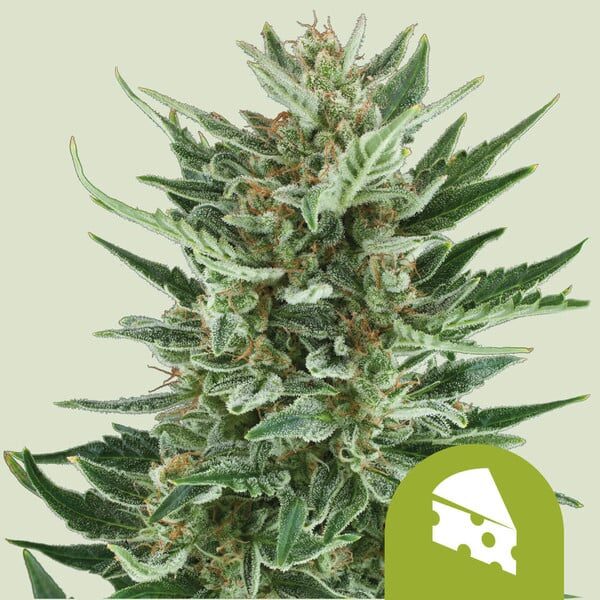 Royal Cheese Auto de Royal Queen Seeds