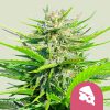 Royal Cheese (Fast Version) feminizada de Royal Queen Seeds