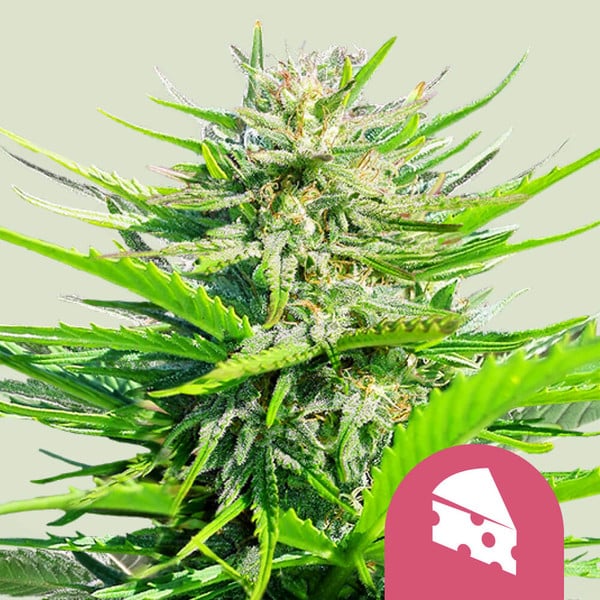 Royal Cheese (Fast Version) feminizada de Royal Queen Seeds