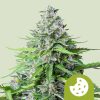 Royal Cookies Auto de Royal Queen Seeds