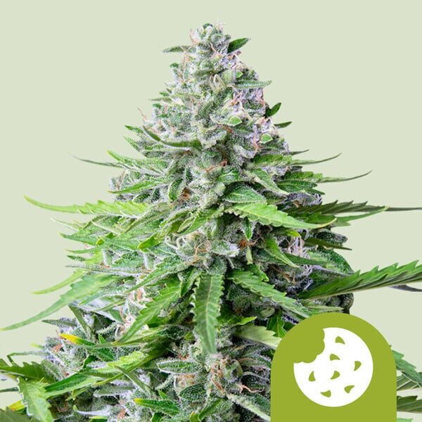 Royal Cookies Auto de Royal Queen Seeds