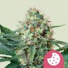 Royal Cookies feminizada de Royal Queen Seeds