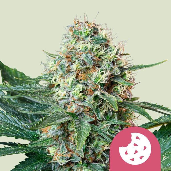 Royal Cookies feminizada de Royal Queen Seeds
