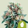 Royal Creamatic Auto de Royal Queen Seeds