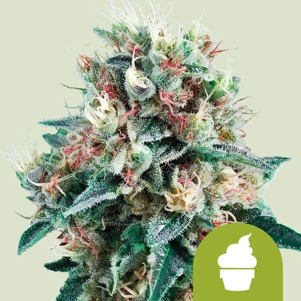 Royal Creamatic Auto de Royal Queen Seeds