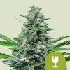 Royal Critical Auto de Royal Queen Seeds