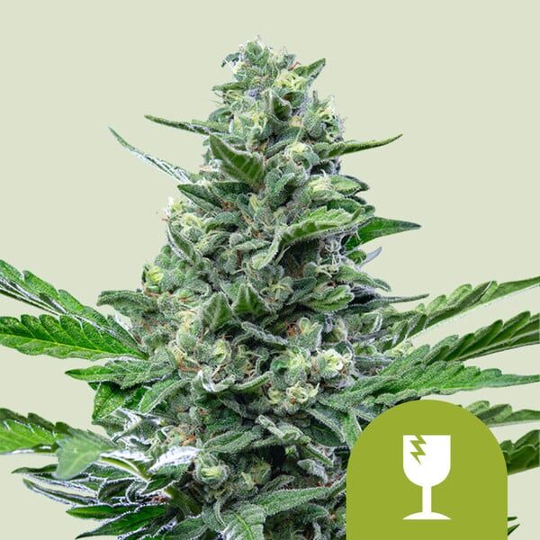 Royal Critical Auto de Royal Queen Seeds