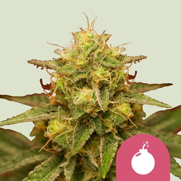 Royal Domina feminizada de Royal Queen Seeds