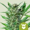 Royal Dwarf Auto de Royal Queen Seeds
