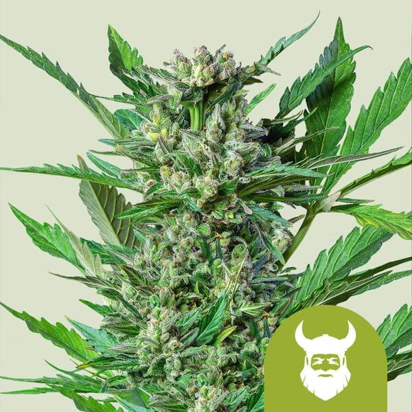 Royal Dwarf Auto de Royal Queen Seeds