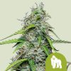 Royal Gorilla Auto de Royal Queen Seeds